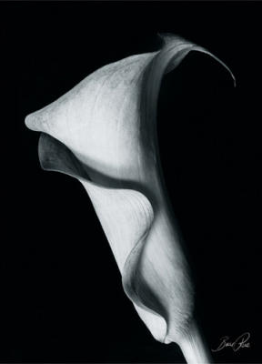 Arum Lily I art print by Bruce Rae