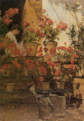 Geraniums