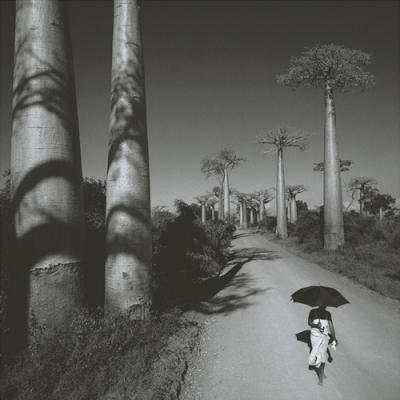 Allee des Baobabs II art print by Chris Simpson