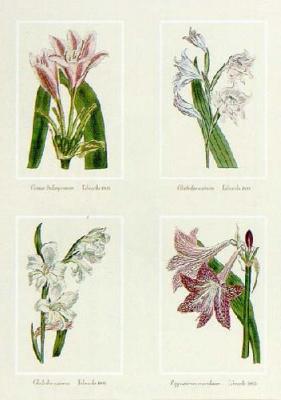 Crinum Bulbispermum art print by Edwards