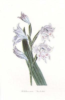 Gladiolus Carneus art print by Edwards
