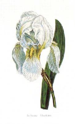 Iris Florentina art print by Edwards