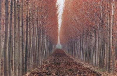 Po Valley art print by Ernst Haas