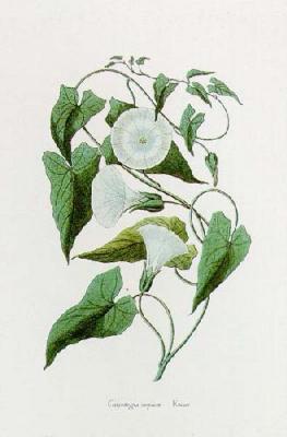 Calystegia Sepium art print by Georg Wolfgang Knorr