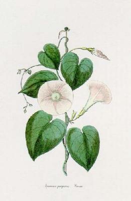 Ipomoea Purpurea art print by Georg Wolfgang Knorr