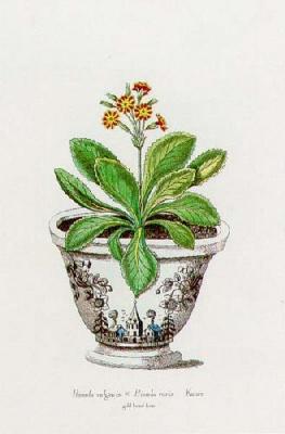 Primula Vulgaris X Primula Veris art print by Georg Wolfgang Knorr