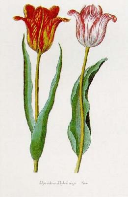 Tulipa Cultivar art print by Georg Wolfgang Knorr