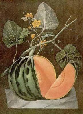 Polinac Melon