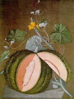 White Seeded Rock Melon art print by George Brookshaw