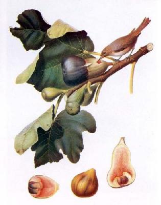 Fig art print by Giorgio Gallesio