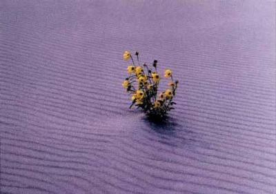 The Song Of The Desert art print by Harold Davis