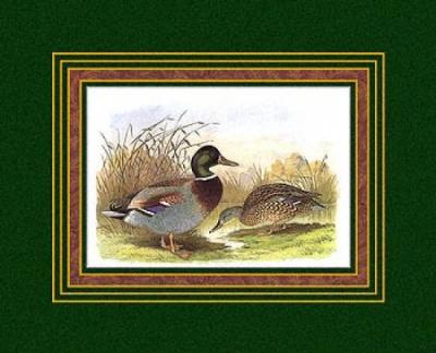 Ducks IV art print by Henry Jones