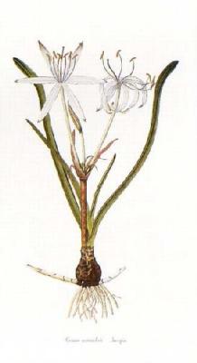 Crinum Commelinii art print by Jacquin