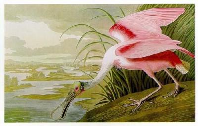 Roseate Spoonbill art print by John James Audubon