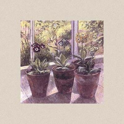 Four Pots of Auriculas art print by John Morley
