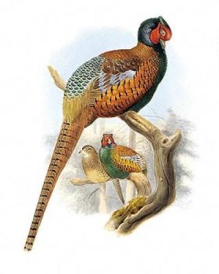 Pheasant art print by Joseph Wolfe