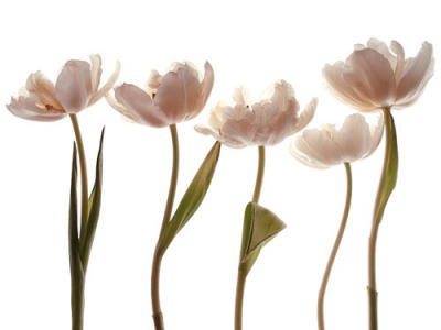 Aprile Tulipano art print by Katja Marzahn