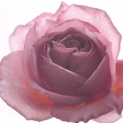 Aroma II art print by Katja Marzahn