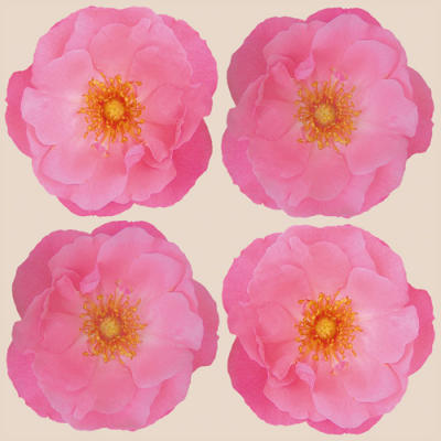 Blush I art print by Katja Marzahn