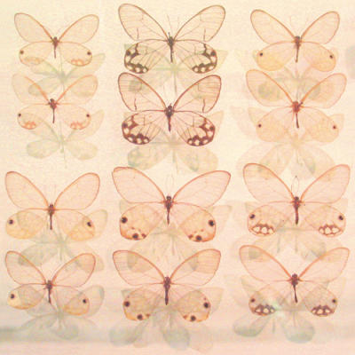 Floating Butterfly art print by Katja Marzahn