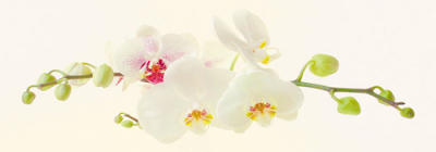 Orchidea art print by Katja Marzahn
