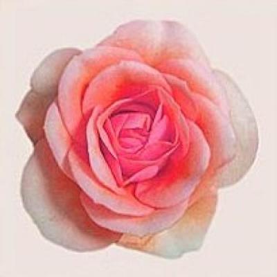 Pink Flowers I art print by Katja Marzahn