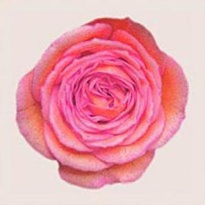 Pink Flowers IV art print by Katja Marzahn