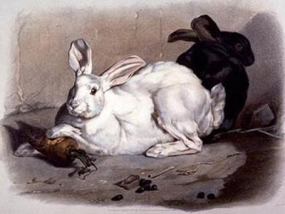 Black and White Rabbits art print by Louis Soulange Teissier