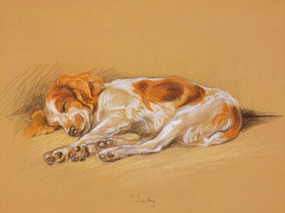 Judy, a Spaniel Puppy art print by Mac