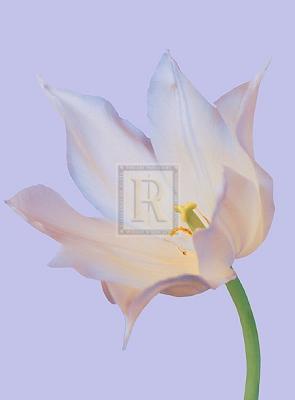 Serene Tulip art print by Masao Ota