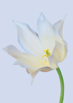 Serene Tulip art print by Masao Ota