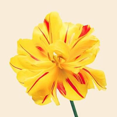 Bloom III