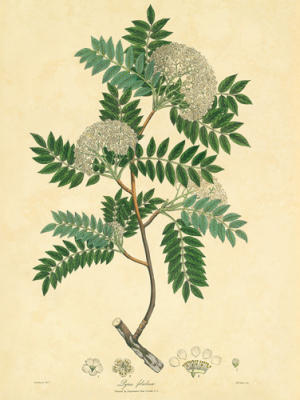Unpublished East Indian Plants VI art print by Nathaniel Wallich
