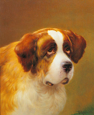 A Head of a Saint Bernard art print by P. Magee