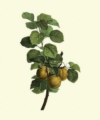 Apricots art print by Pancrace Bessa