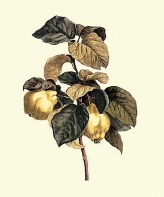 Quinces art print by Pancrace Bessa