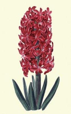 Cochineal hyancith art print by Robert Sweet