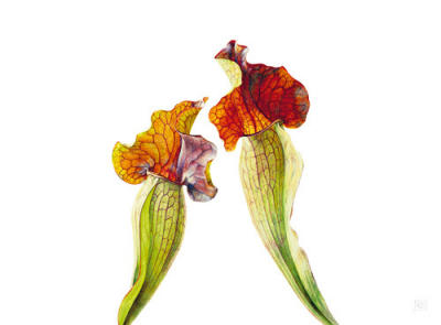 Pitcher Plants I art print by Rosie Sanders