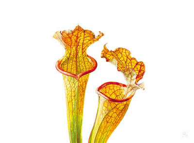 Pitcher Plants II art print by Rosie Sanders