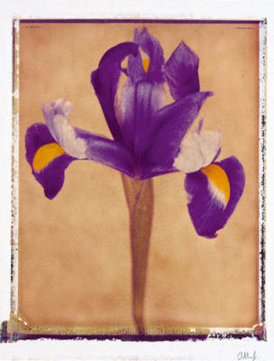 Iris art print by Scott Morrish