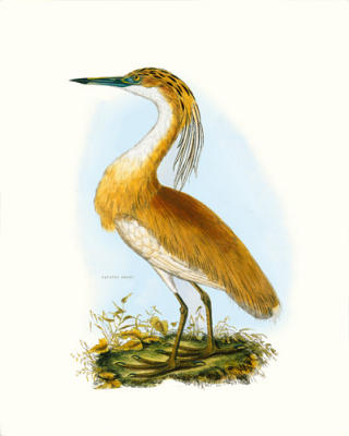 Squated Heron art print by Selby