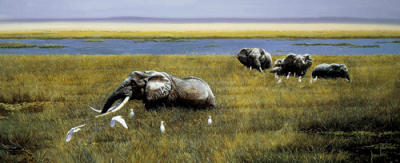 Amboselli art print by Spencer Hodge
