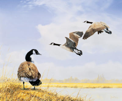 Canada Geese art print by Spencer Hodge