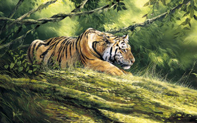 Tiger Resting art print by Spencer Hodge