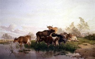 Cows in the Watermeadows art print by Thomas Cooper