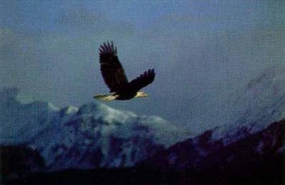 Eagle art print by Tom Mangelsen