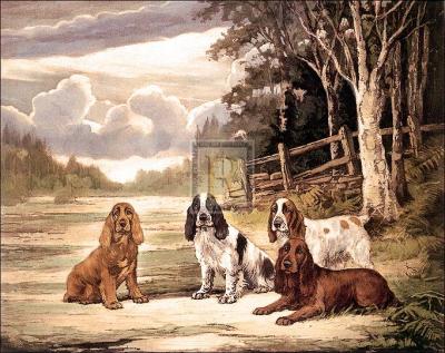 Cocker Society art print by Ward Binks