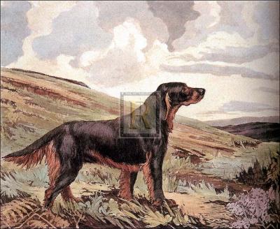 Gordon Setter art print by Ward Binks