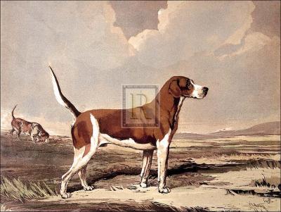 Hound in a field art print by Ward Binks