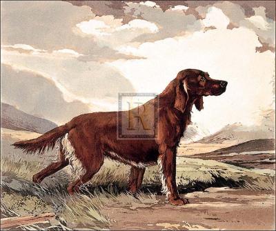 Irish Setter art print by Ward Binks